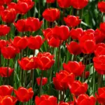 5 planter i FC Basel-farver til din terrasse