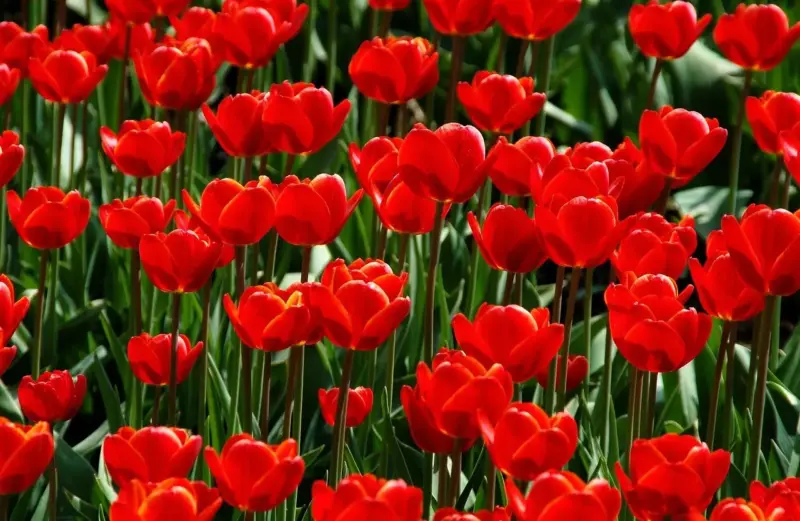 5 planter i FC Basel-farver til din terrasse