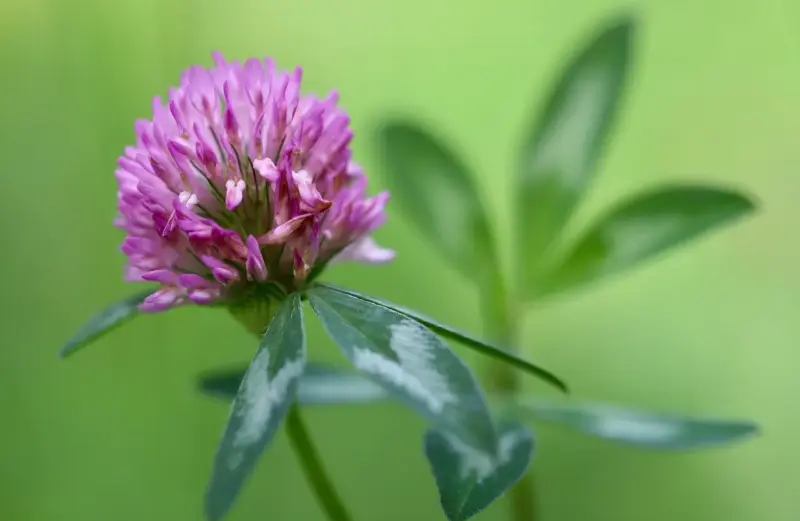 Hvad er forskellen på rødkløverekstrakt og rødkløverte?